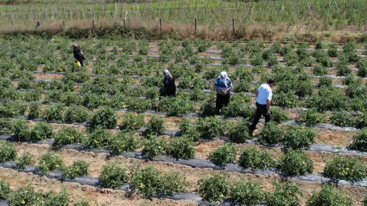 Arnavutköy’de bakanlık destekli projeye yoğun ilgi: Kadınlar yetiştiriyor, vatandaş topluyor
