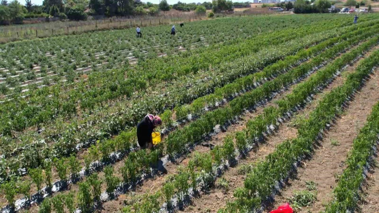 Arnavutköy’de bakanlık destekli projeye yoğun ilgi: Kadınlar yetiştiriyor, vatandaş topluyor