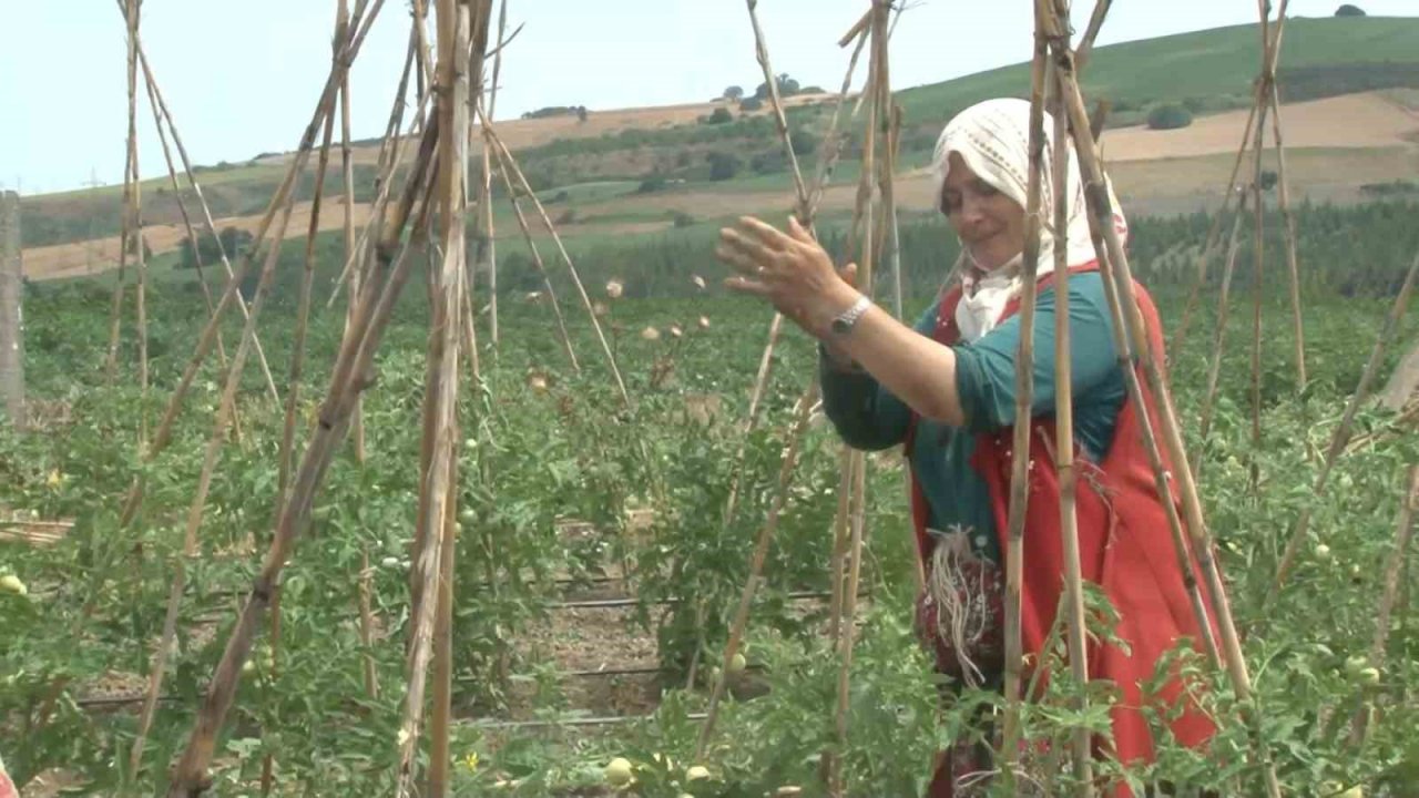 Arnavutköy’de bakanlık destekli projeye yoğun ilgi: Kadınlar yetiştiriyor, vatandaş topluyor