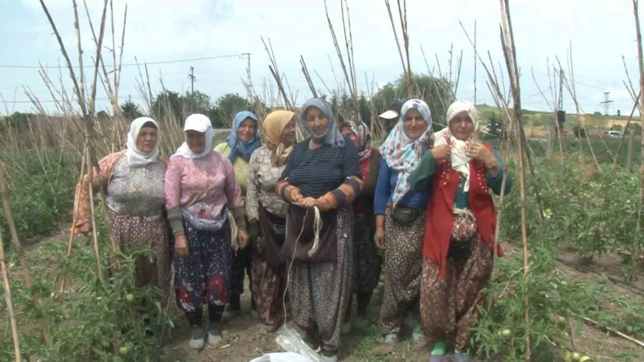Arnavutköy’de bakanlık destekli projeye yoğun ilgi: Kadınlar yetiştiriyor, vatandaş topluyor