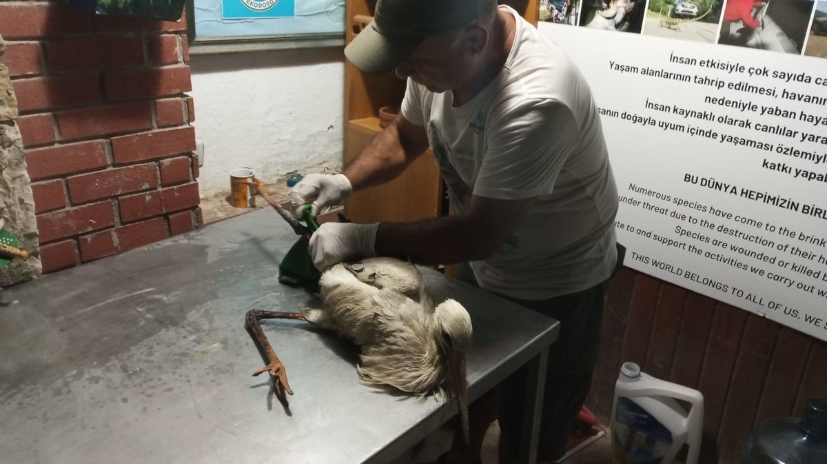 Zifte bulanan leylek kurtarıldı