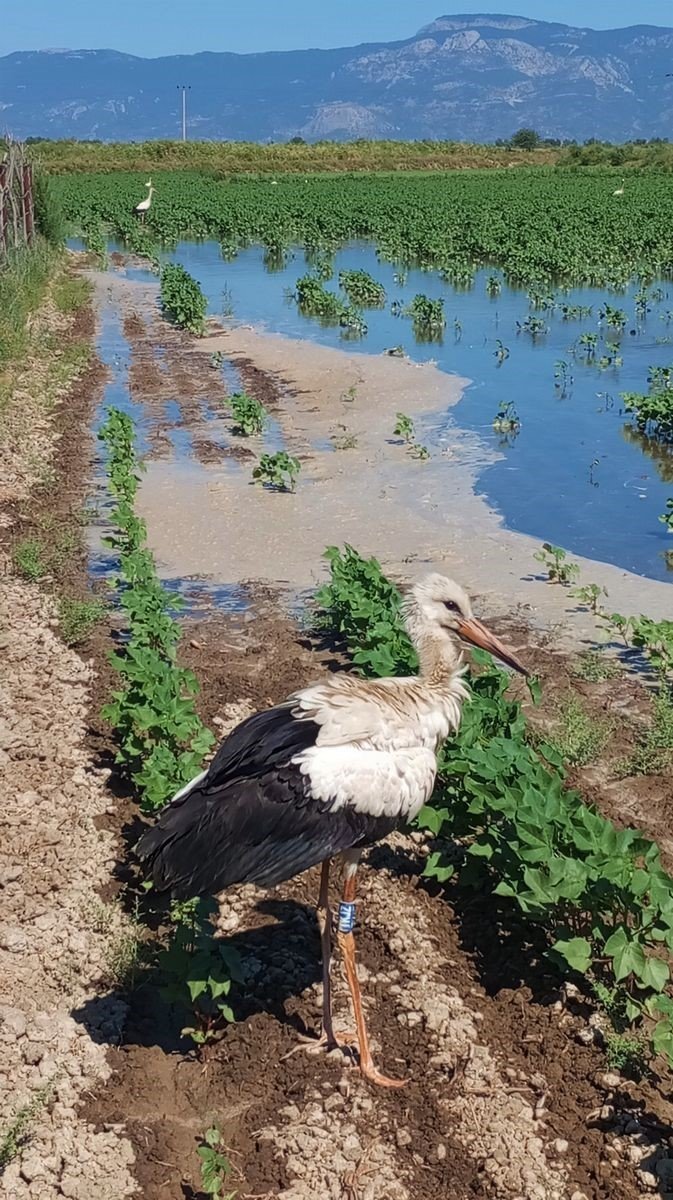 Zifte bulanan leylek kurtarıldı