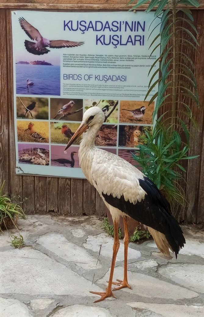 Zifte bulanan leylek kurtarıldı