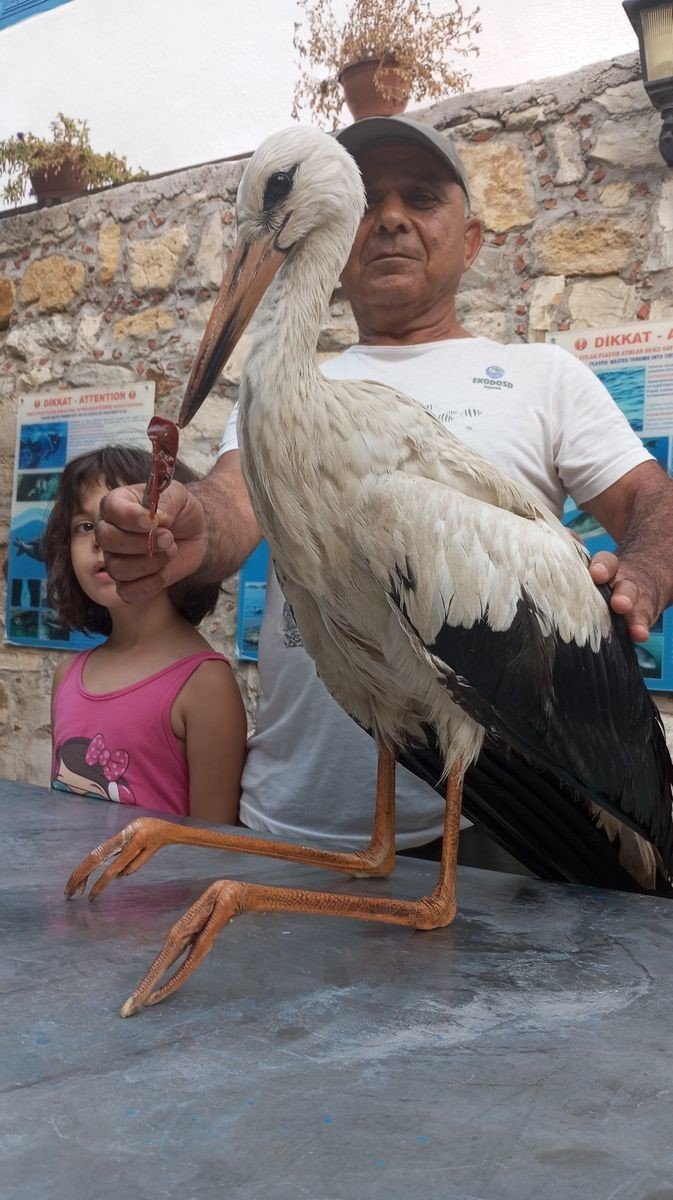 Zifte bulanan leylek kurtarıldı