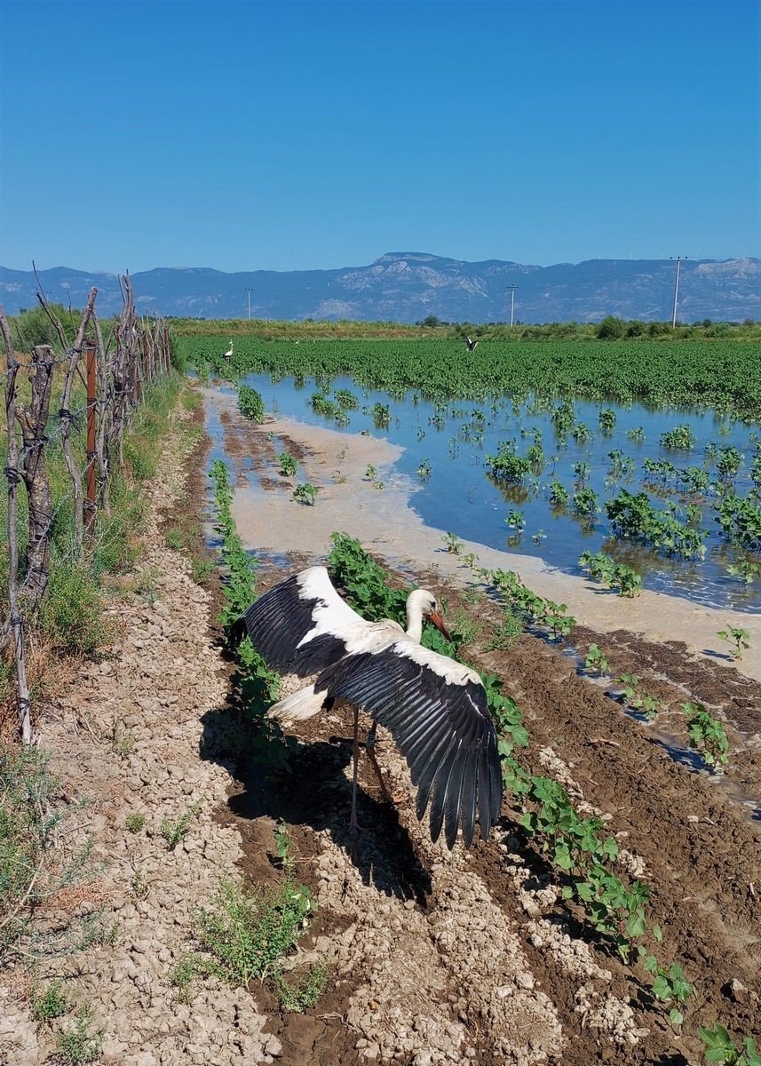 Zifte bulanan leylek kurtarıldı
