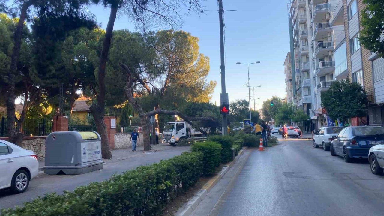 Kuruyan çam ağacı ağırlığa dayanamayarak yol devrildi