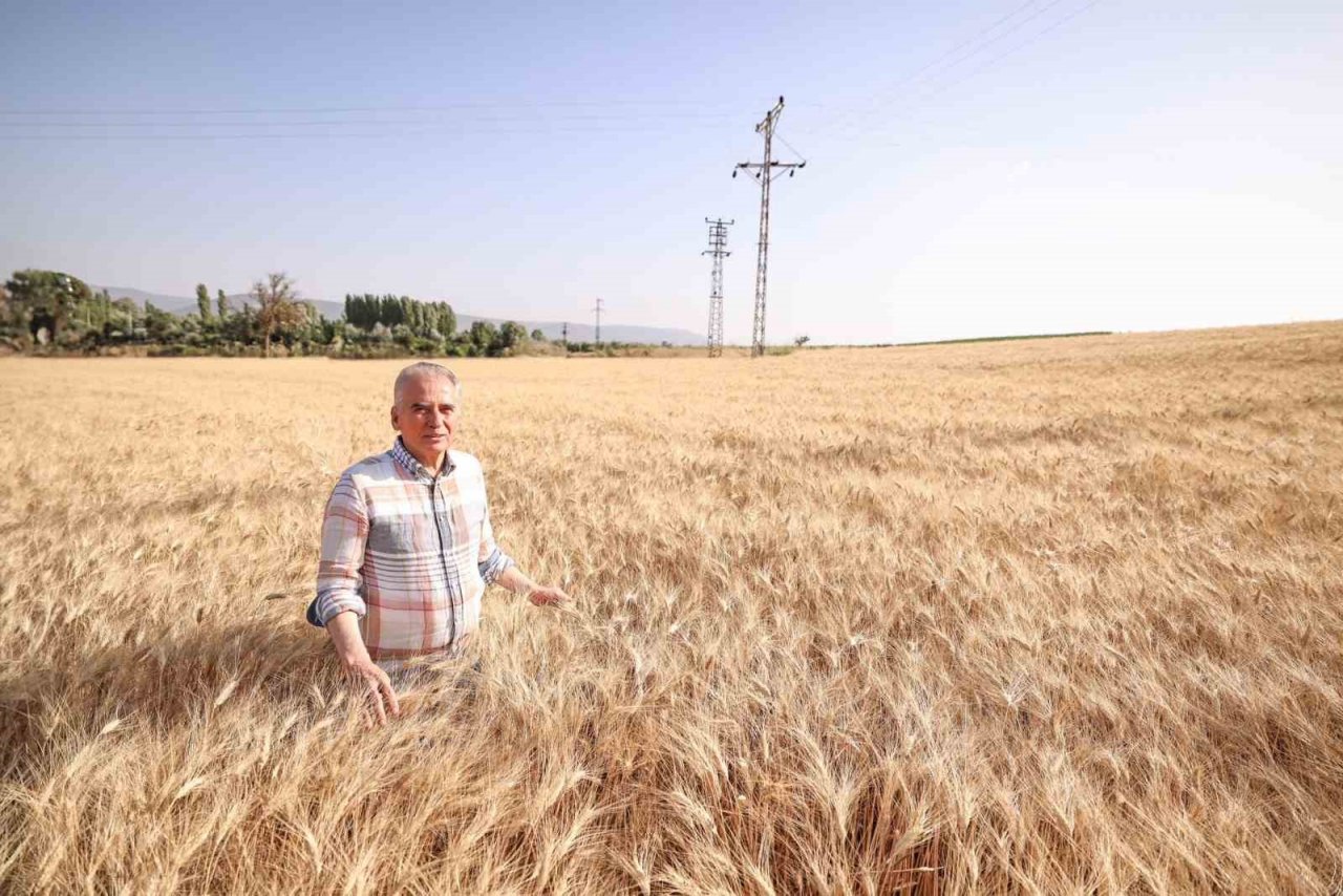 Başkan Zolan, biçerdöverle buğday hasadı başladı
