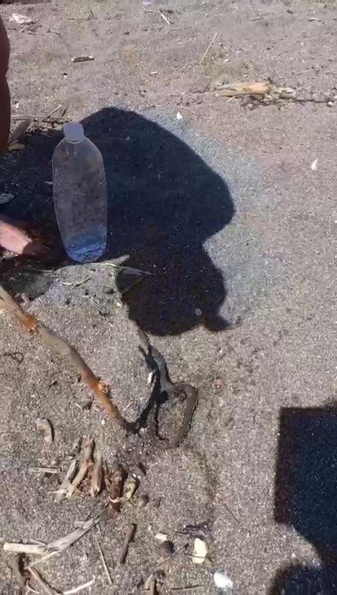 Denizde yüzerken yılan bacağına dolandı