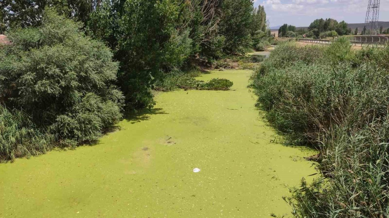 Beylikova’dan geçen Porsuk Çayı yosun tuttu