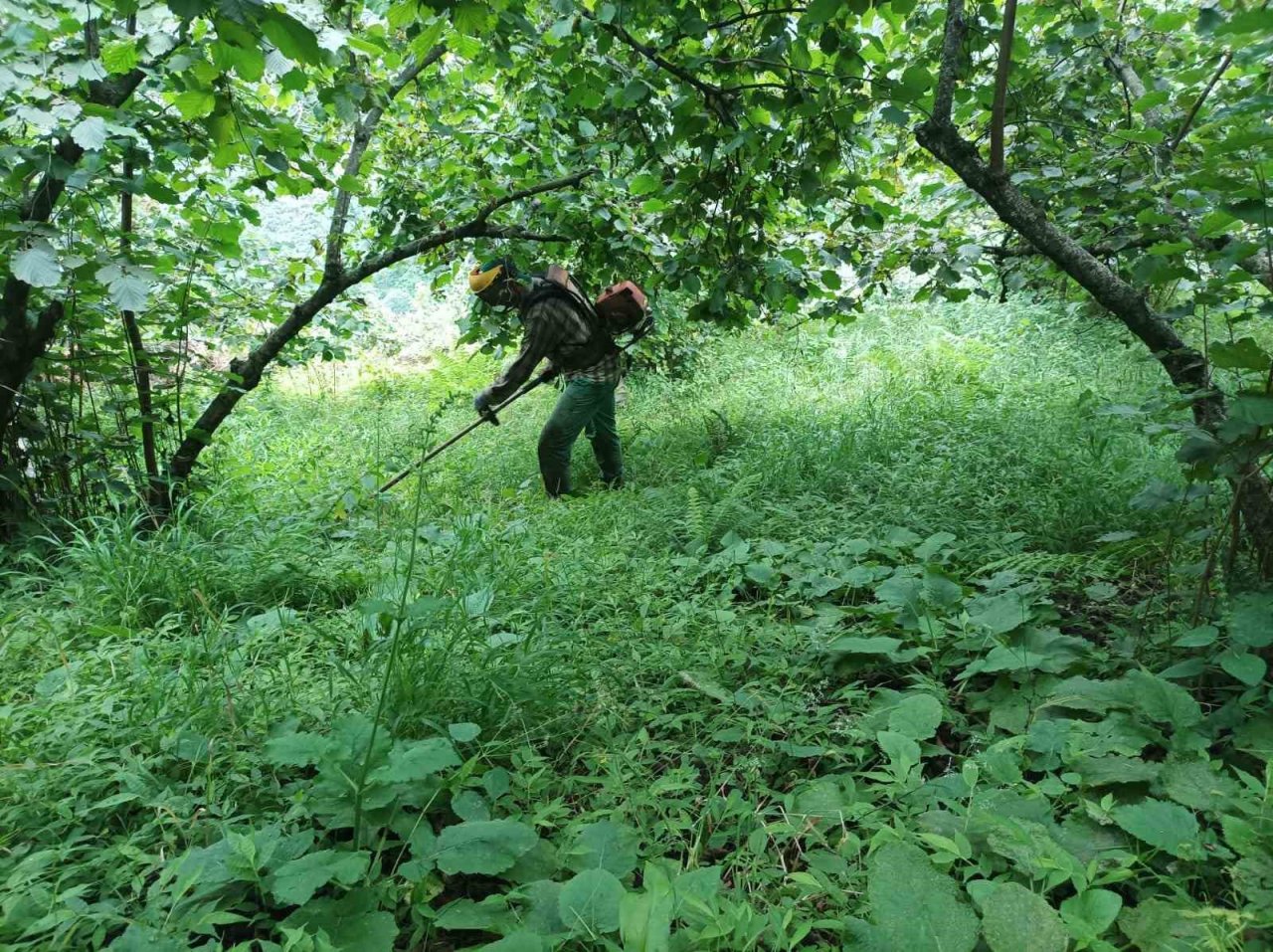 Giresun’da üretici fındık hasadı öncesi bahçe altı temizlik çalışmalarına başladı