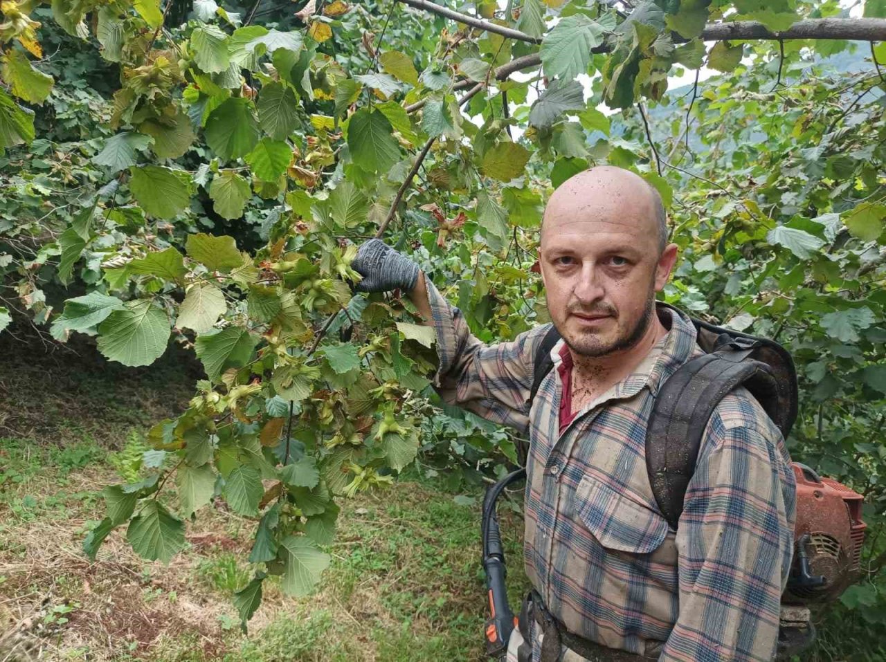 Giresun’da üretici fındık hasadı öncesi bahçe altı temizlik çalışmalarına başladı