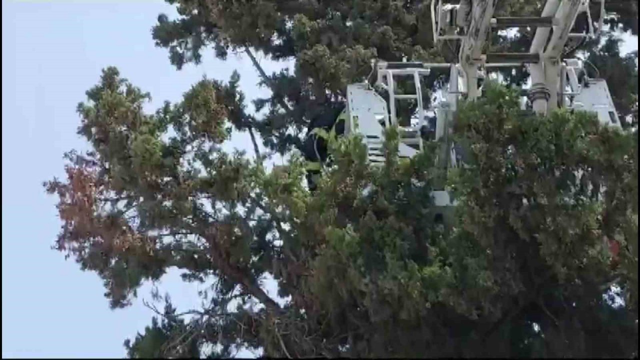 Ayağına ip takılınca ağaçta mahsur kalan karganın imdadına itfaiye yetişti