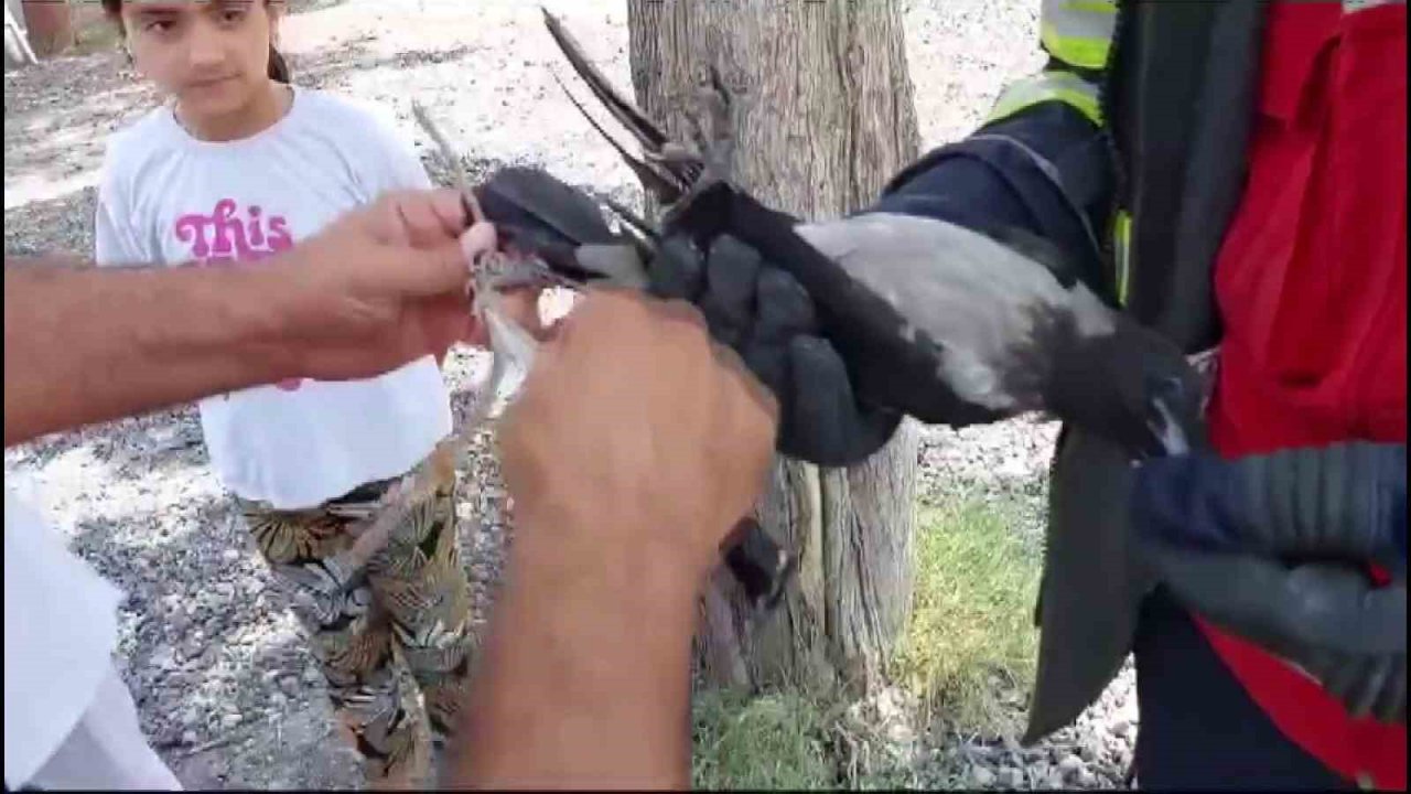 Ayağına ip takılınca ağaçta mahsur kalan karganın imdadına itfaiye yetişti