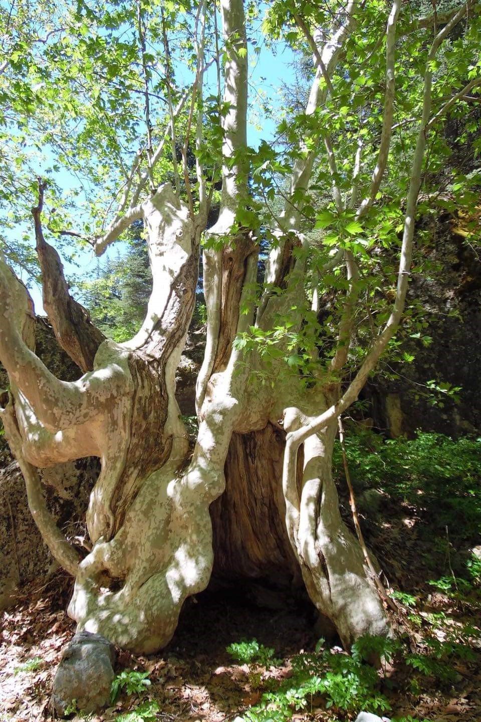 500 yıllık çınar ağacı görenleri mest ediyor