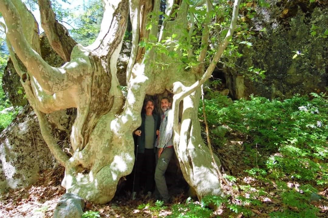 500 yıllık çınar ağacı görenleri mest ediyor