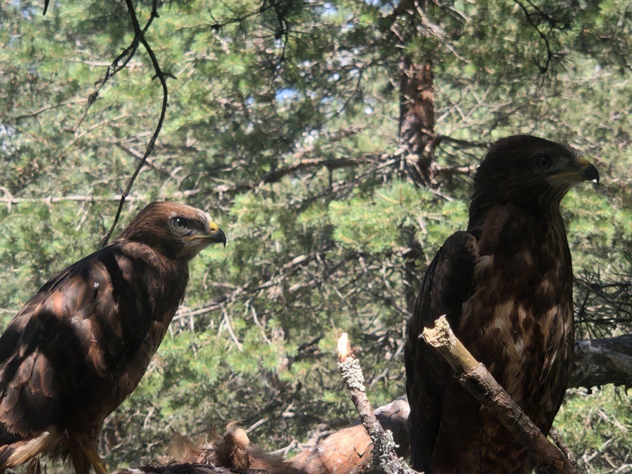 Annesi ölen yavru şahinleri orman işçisi sahiplendi