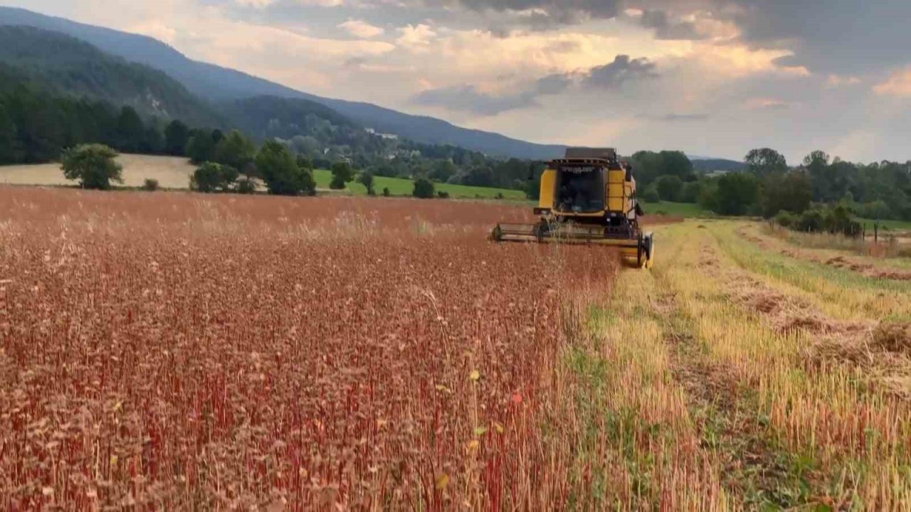 3 yıl önce deneme amacıyla ekilmişti: Çölyak hastalarının besin kaynağı karabuğdayda yüksek verim