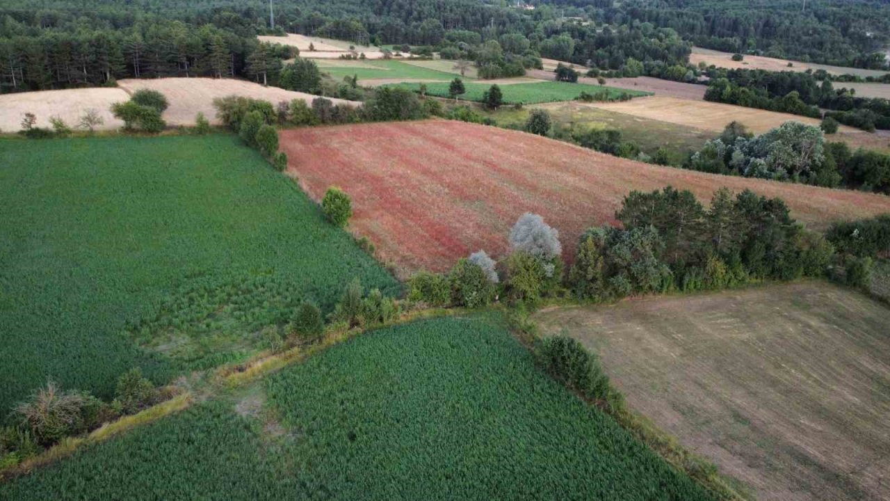 3 yıl önce deneme amacıyla ekilmişti: Çölyak hastalarının besin kaynağı karabuğdayda yüksek verim