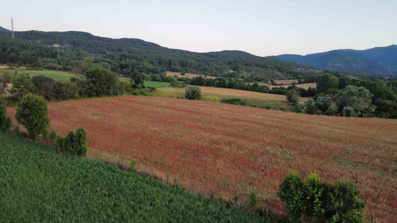 3 yıl önce deneme amacıyla ekilmişti: Çölyak hastalarının besin kaynağı karabuğdayda yüksek verim
