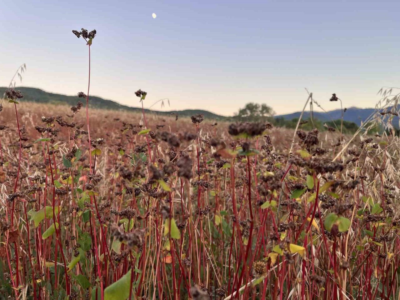 3 yıl önce deneme amacıyla ekilmişti: Çölyak hastalarının besin kaynağı karabuğdayda yüksek verim