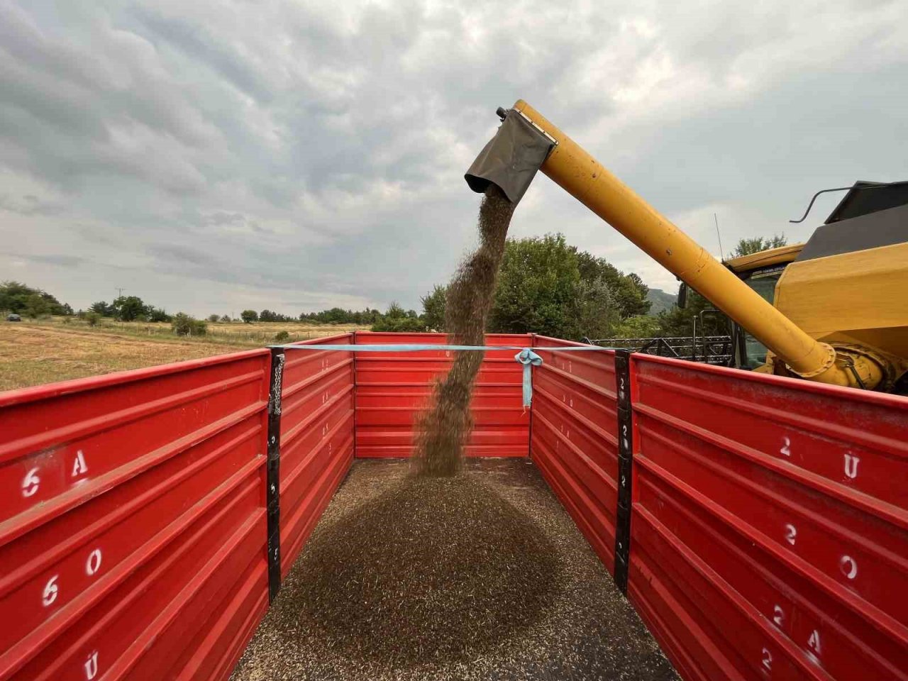 3 yıl önce deneme amacıyla ekilmişti: Çölyak hastalarının besin kaynağı karabuğdayda yüksek verim