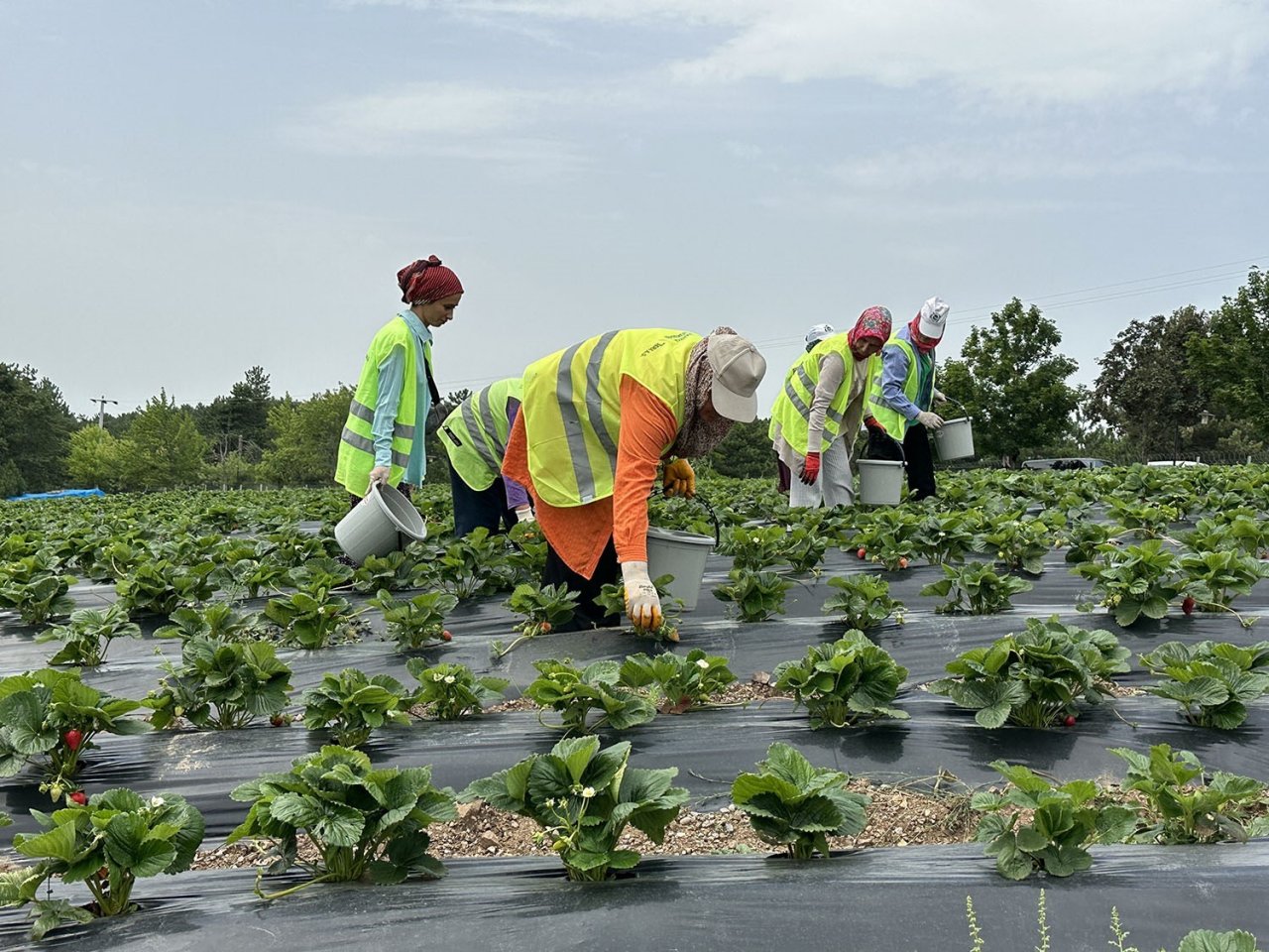Sakarya Büyükşehir’in çilek tarlasında bu yıl rekor üretim bekleniyor