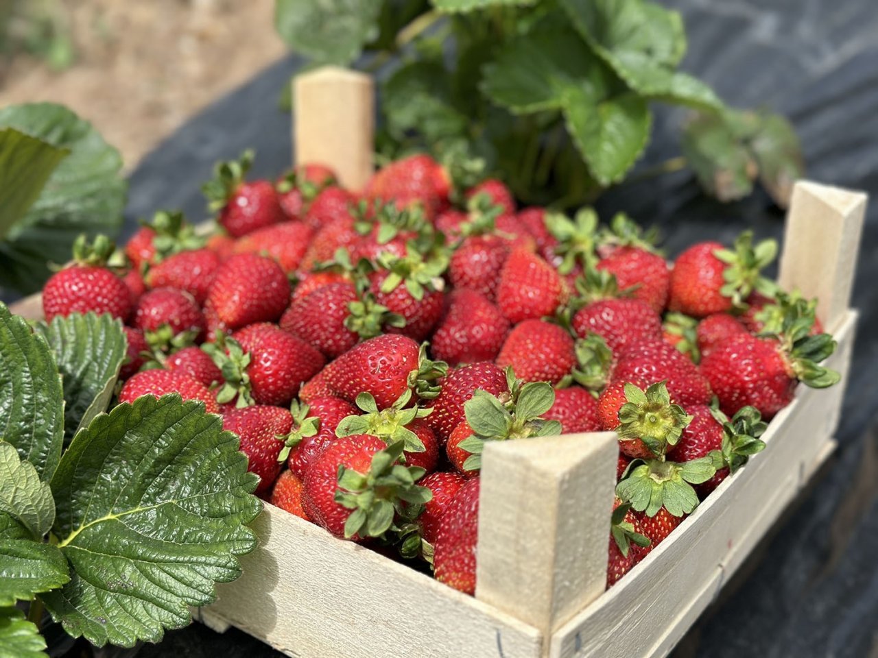 Sakarya Büyükşehir’in çilek tarlasında bu yıl rekor üretim bekleniyor