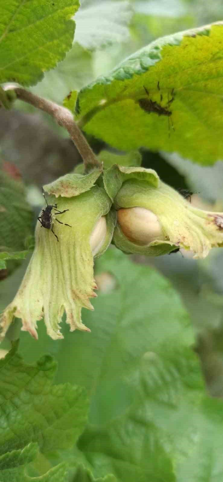 Tarım Müdürlüğünden fındıkta kokarca artışı uyarısı