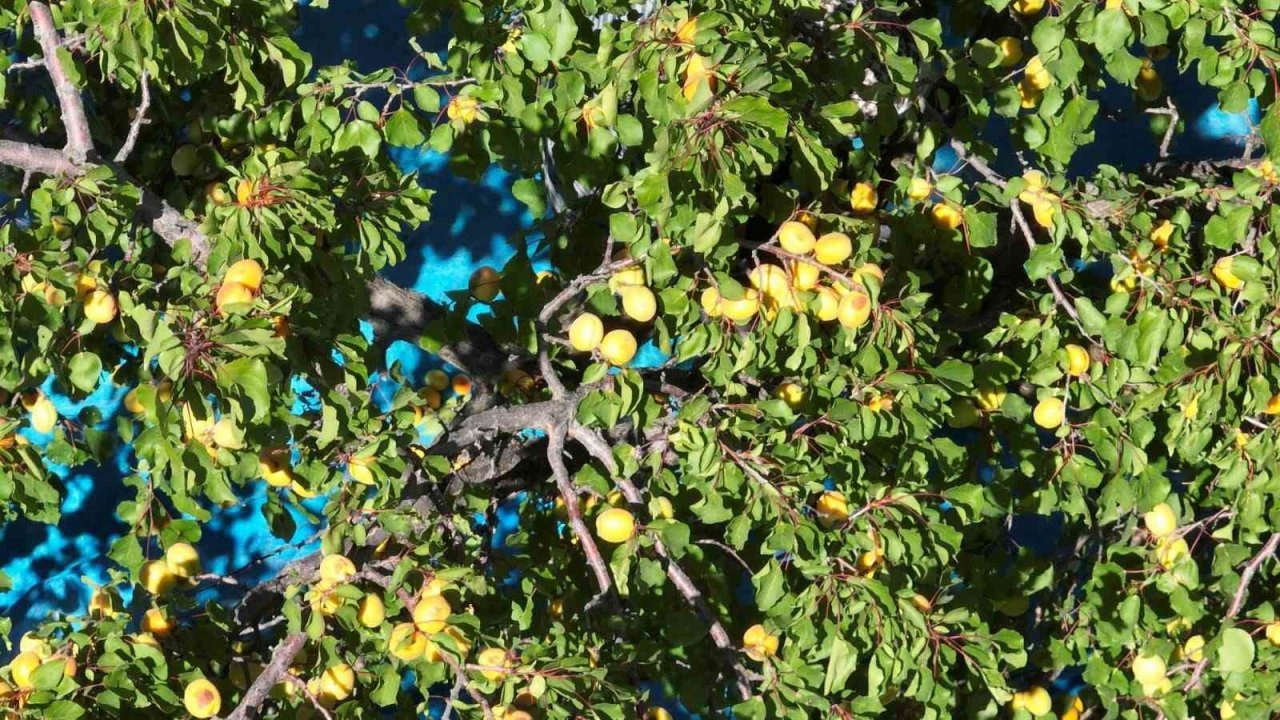 30 bin ton rekolte elde edilen Gürün kayısısı markalaşma yolunda ilerliyor