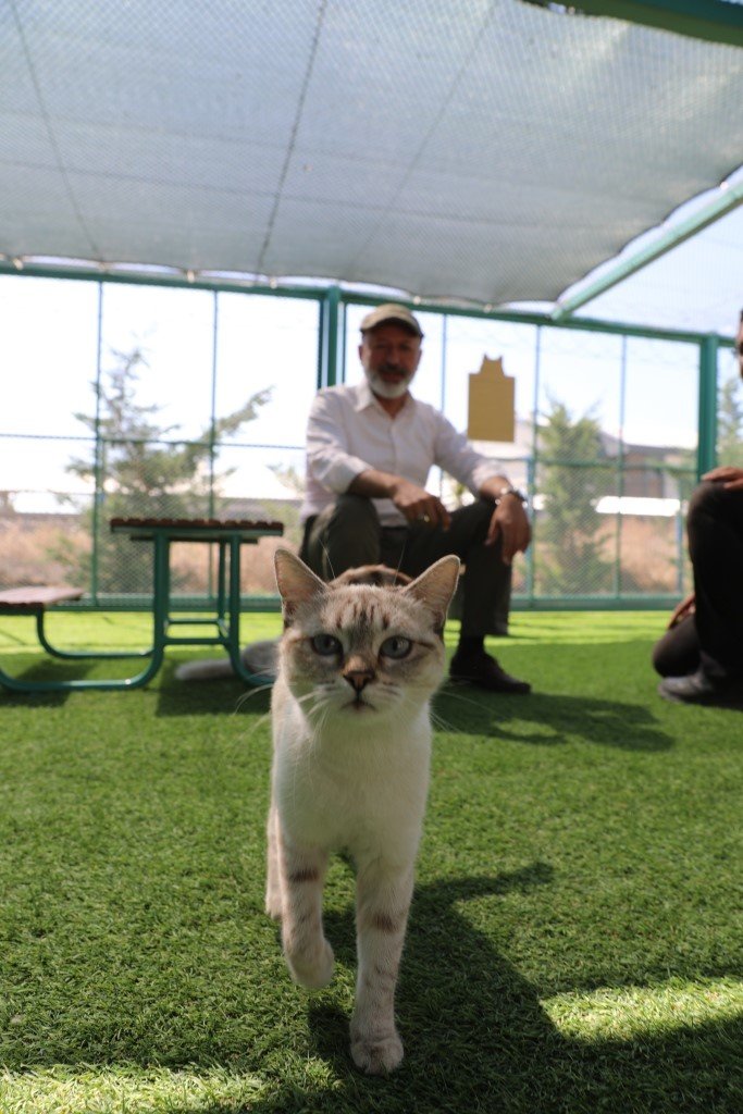 Kocasinan’dan sıcak bir yuva; ‘küçük dostlar kedi kasabası’