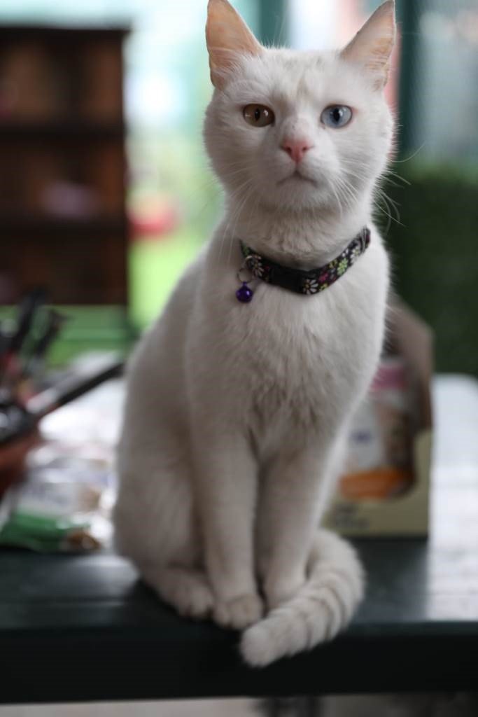 Kocasinan’dan sıcak bir yuva; ‘küçük dostlar kedi kasabası’