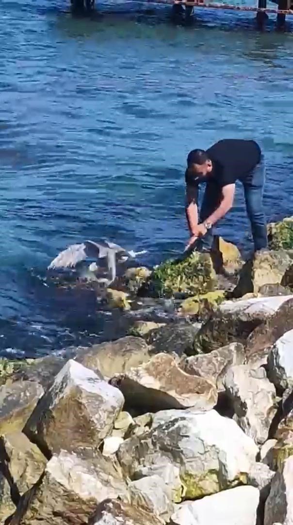 Yalova’da balıkçının oltasına martı takıldı