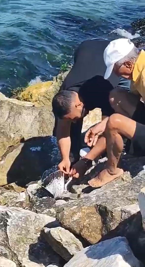 Yalova’da balıkçının oltasına martı takıldı