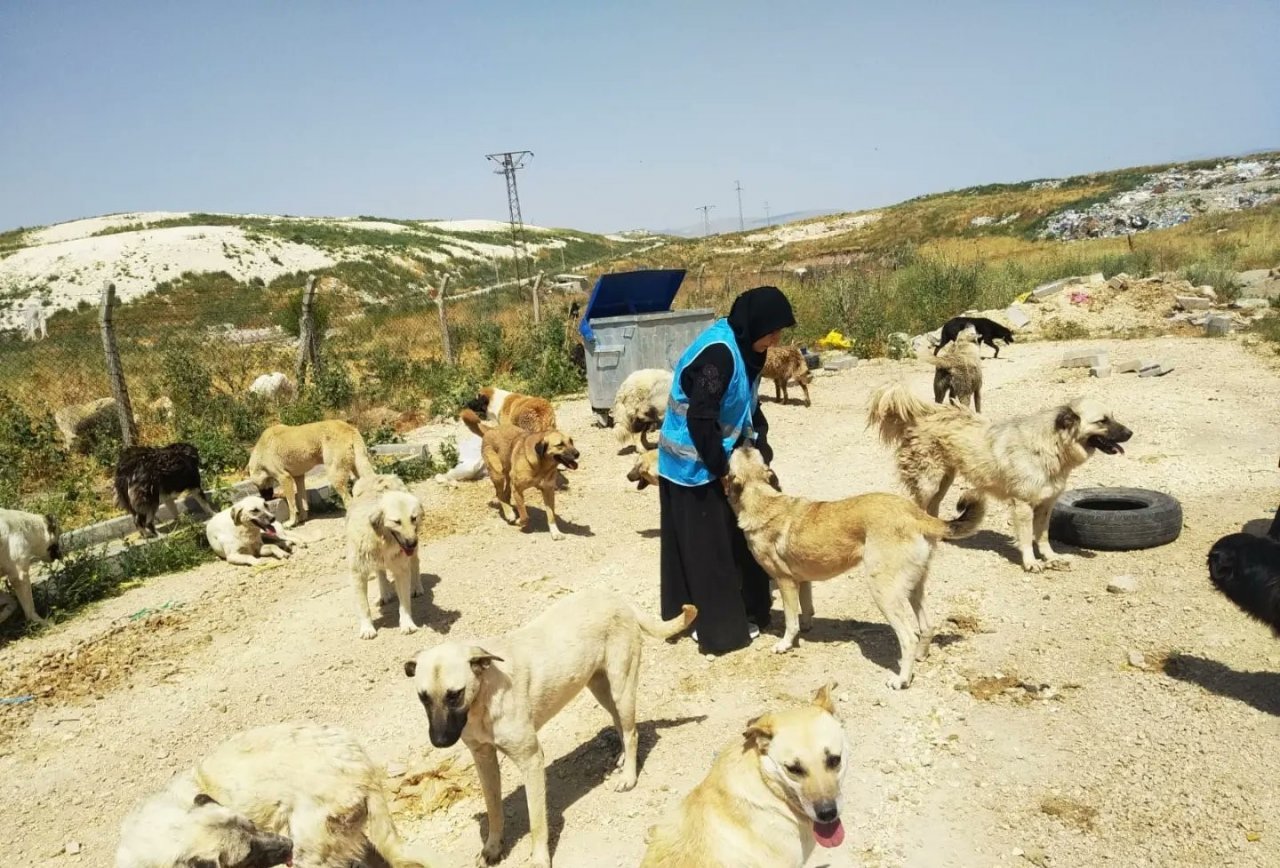 Müftülük personelleri sıcak havada sokak hayvanlarını unutmadı