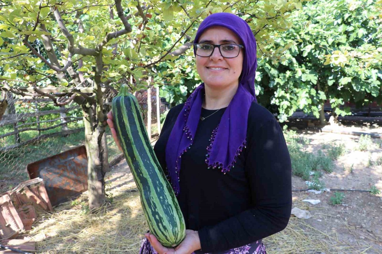 Görenleri şaşkına çeviren kabak