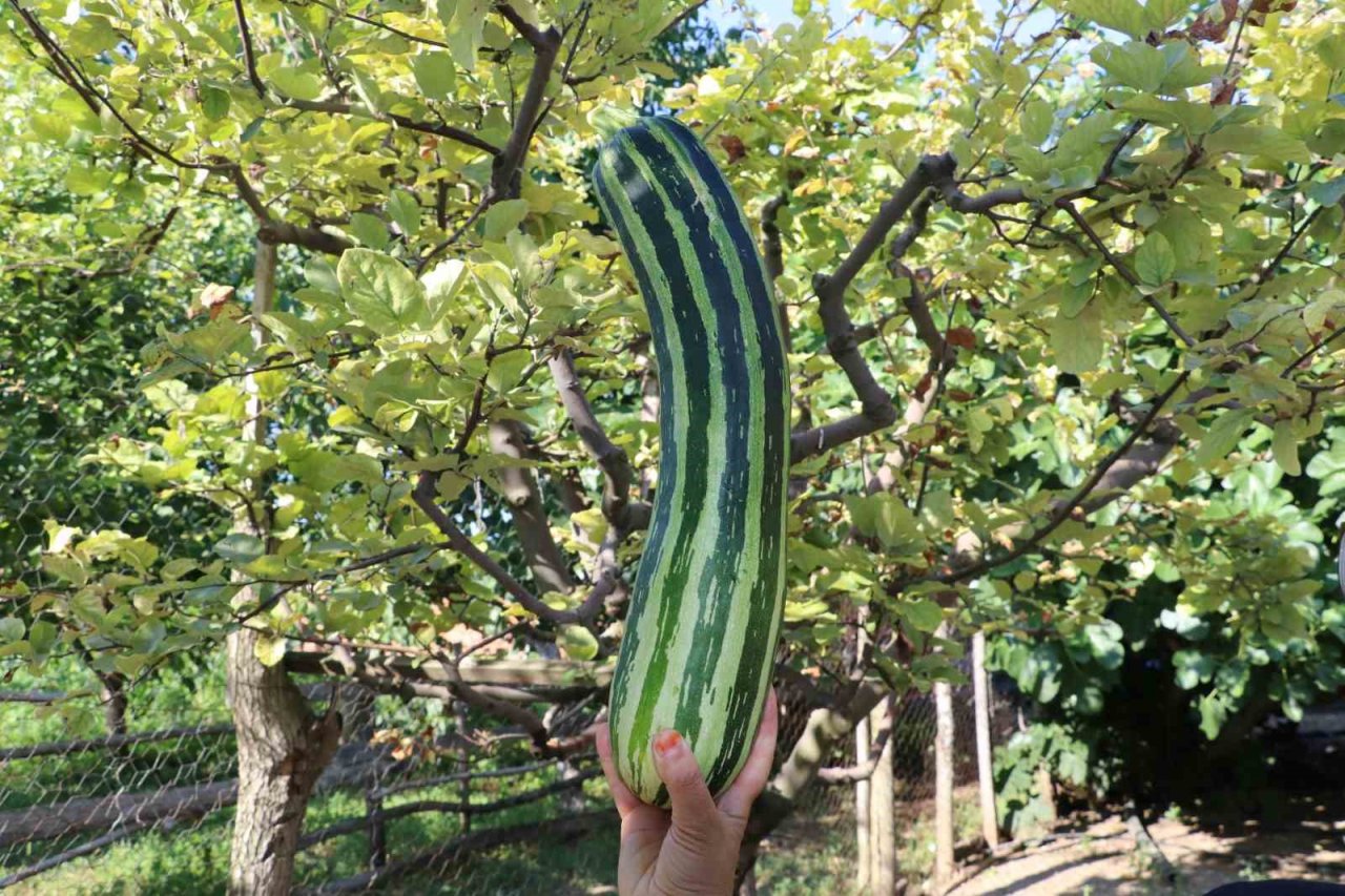 Görenleri şaşkına çeviren kabak