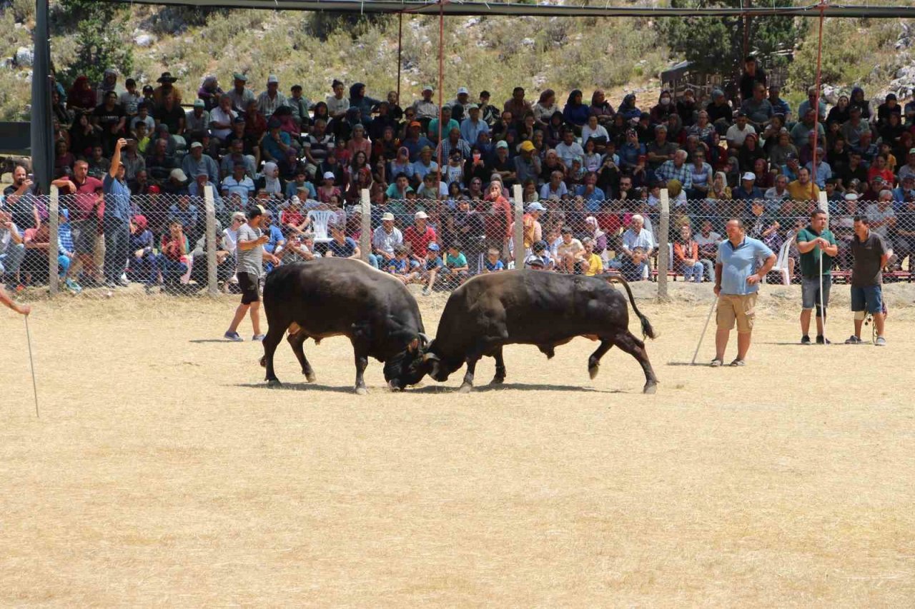 Demir telleri aşan boğalar seyircilerin arasına daldı