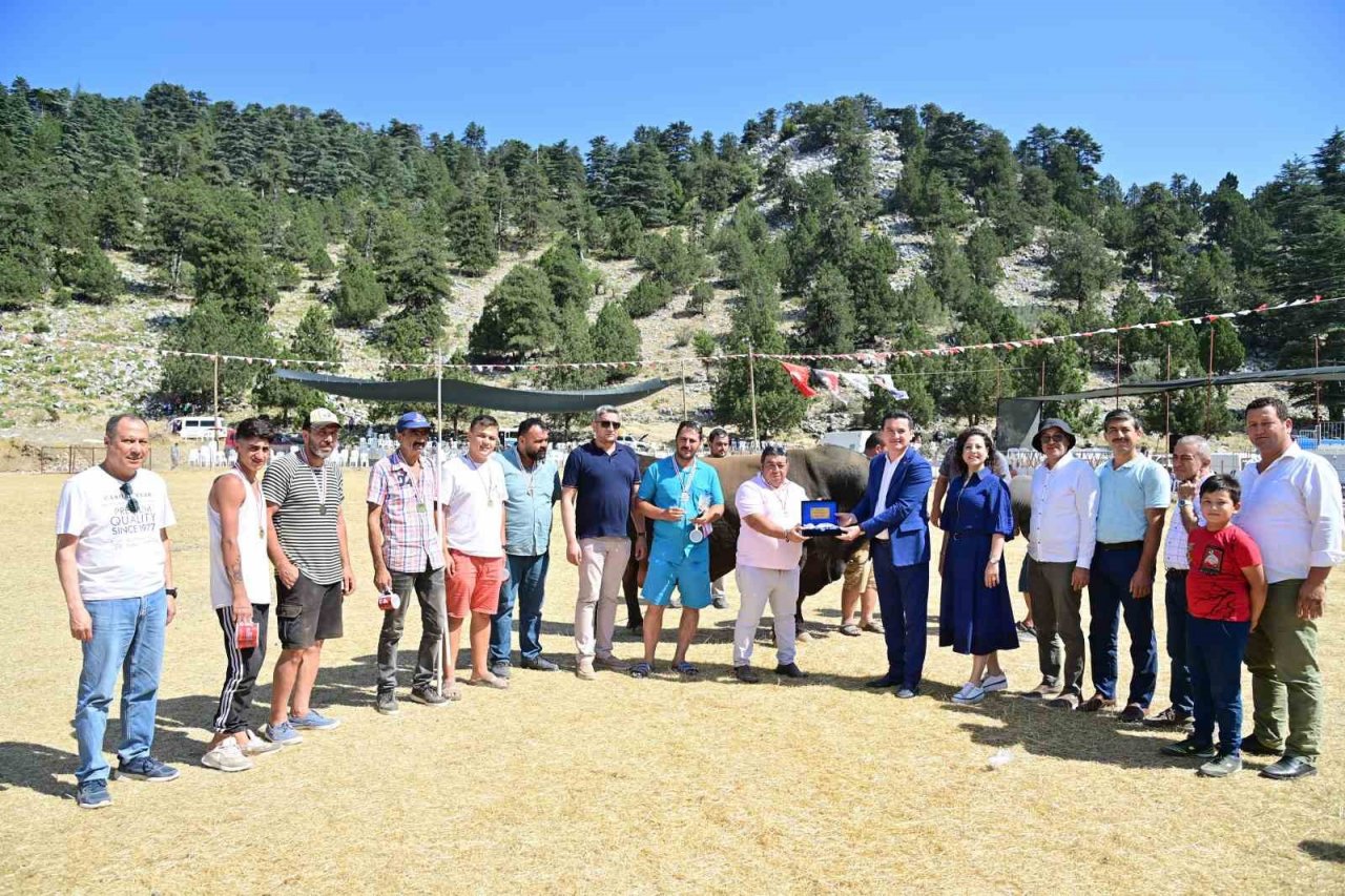 Demir telleri aşan boğalar seyircilerin arasına daldı