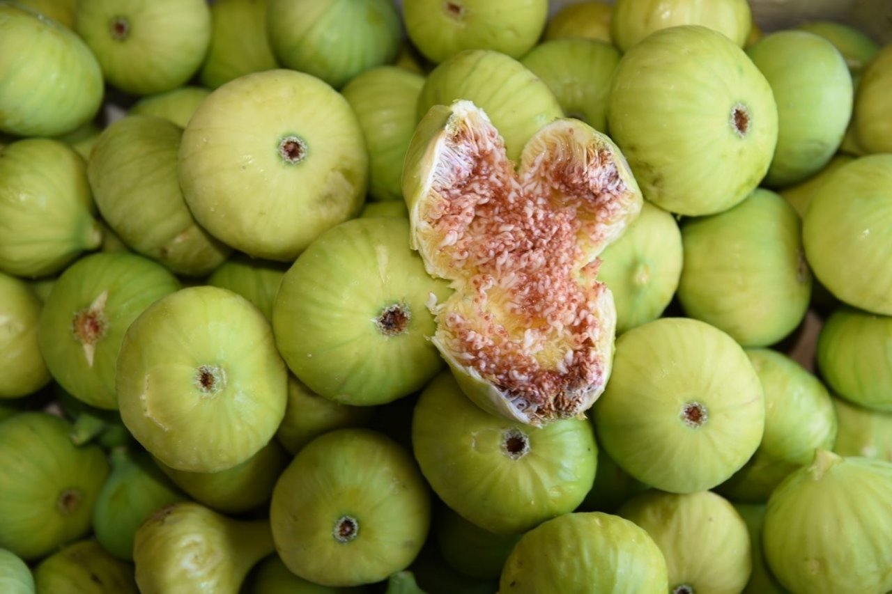 Aydın’da siyah ve sarılop çeşidi taze incirin hasat ve ihraç tarihleri belirlendi