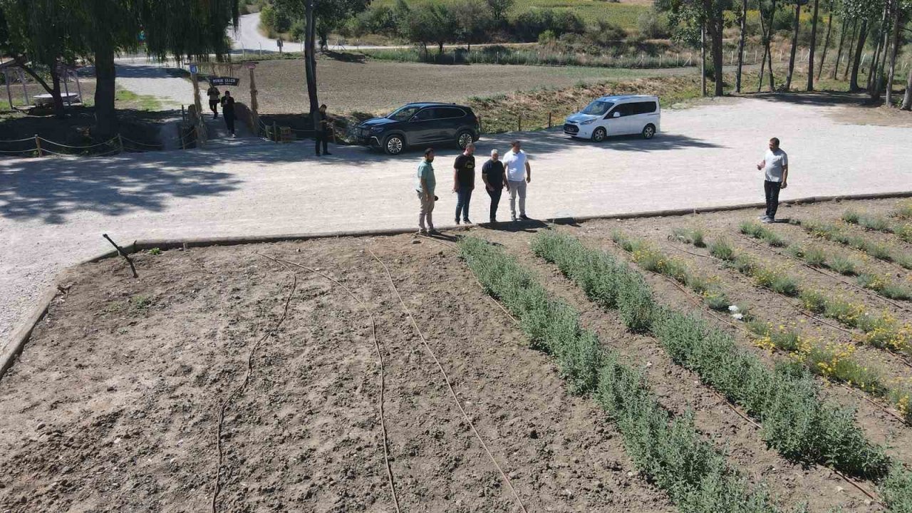 Çorum Belediyesi lavanta bahçesinde ilk hasat gerçekleştirdi