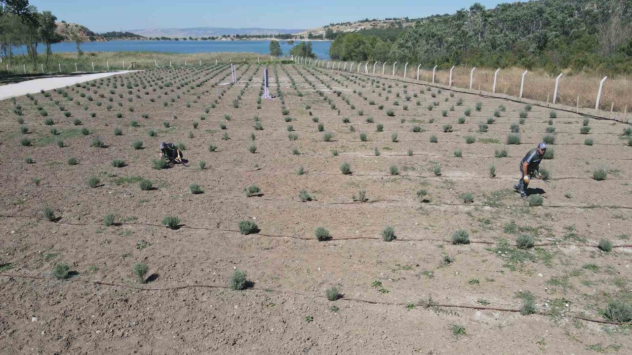 Çorum Belediyesi lavanta bahçesinde ilk hasat gerçekleştirdi