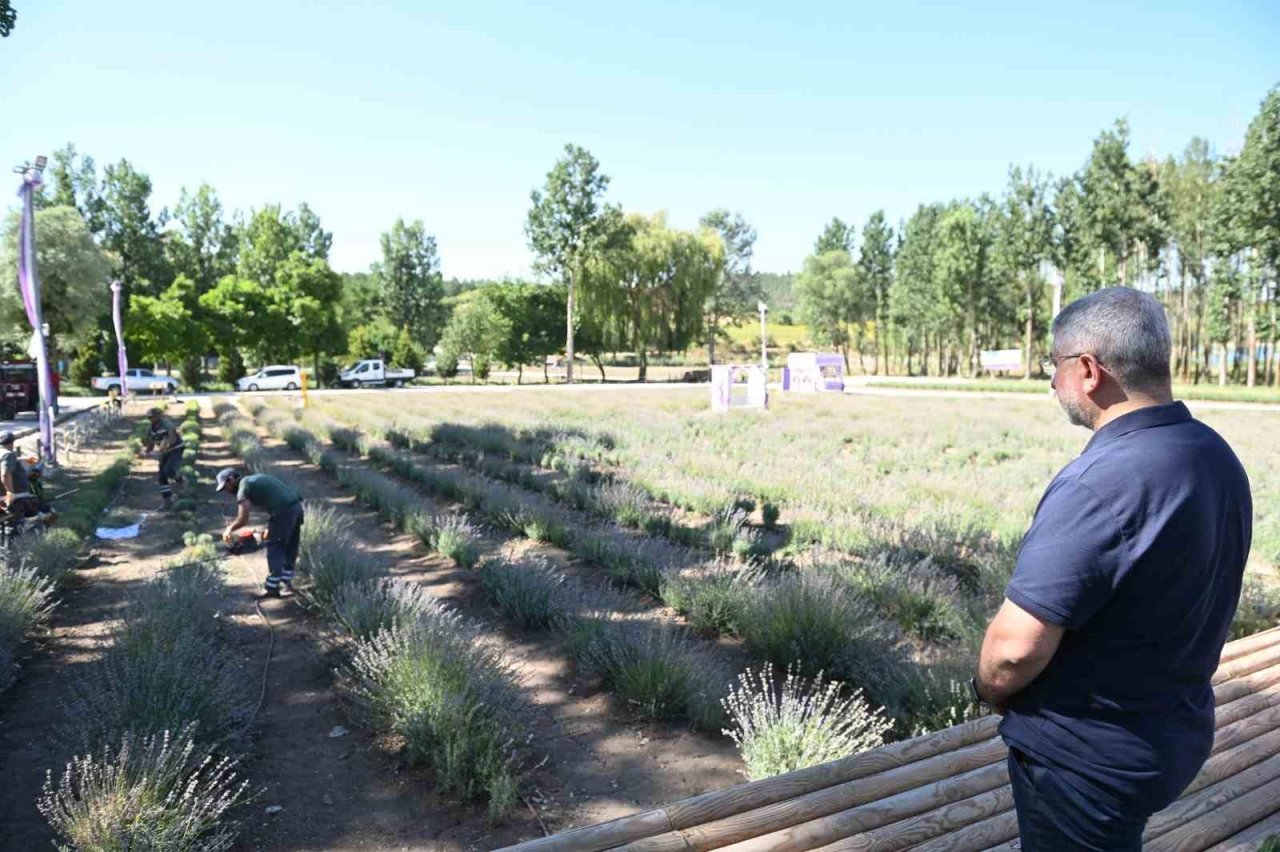Çorum Belediyesi lavanta bahçesinde ilk hasat gerçekleştirdi