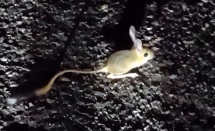 Dünyada kırmızı listede bulunan Arap tavşanı Tunceli’de görüntülendi