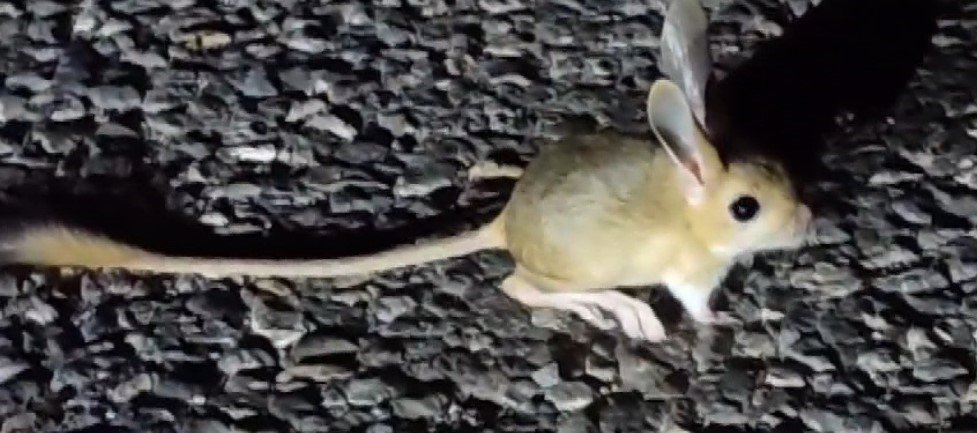 Dünyada kırmızı listede bulunan Arap tavşanı Tunceli’de görüntülendi