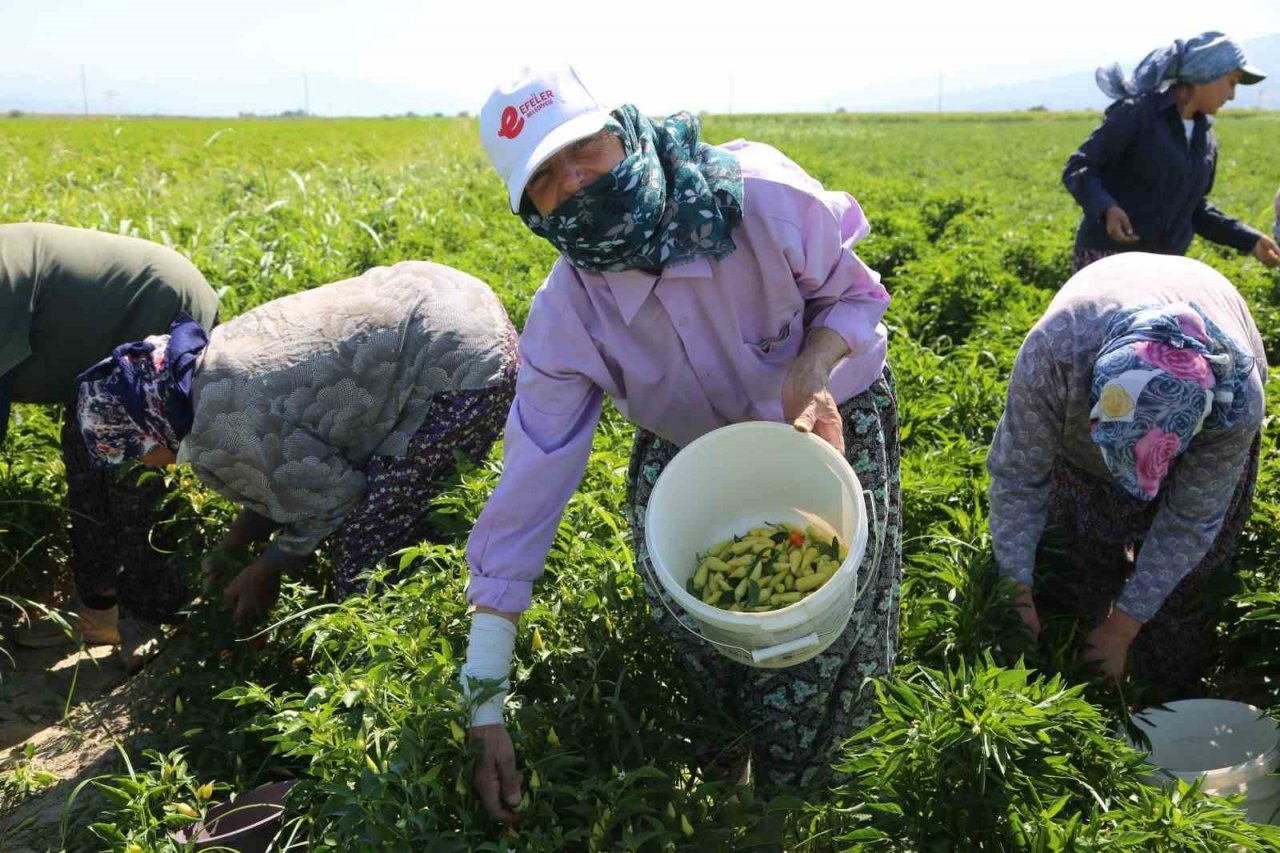 Yüzde Yüz Kadın Emeği Tarımsal Ürün Fabrikası Türkiye’ye örnek oluyor