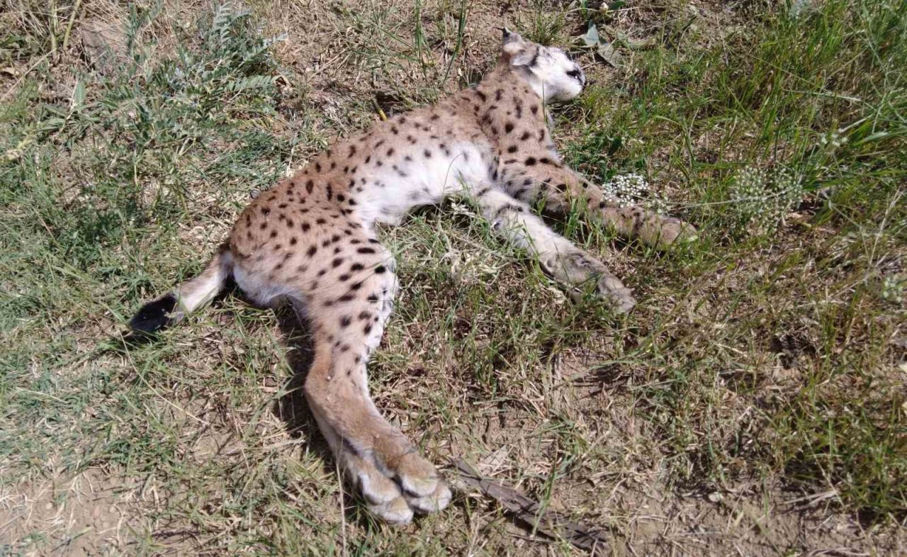 Nesli tükenmekte olan vaşağa araba çarptı