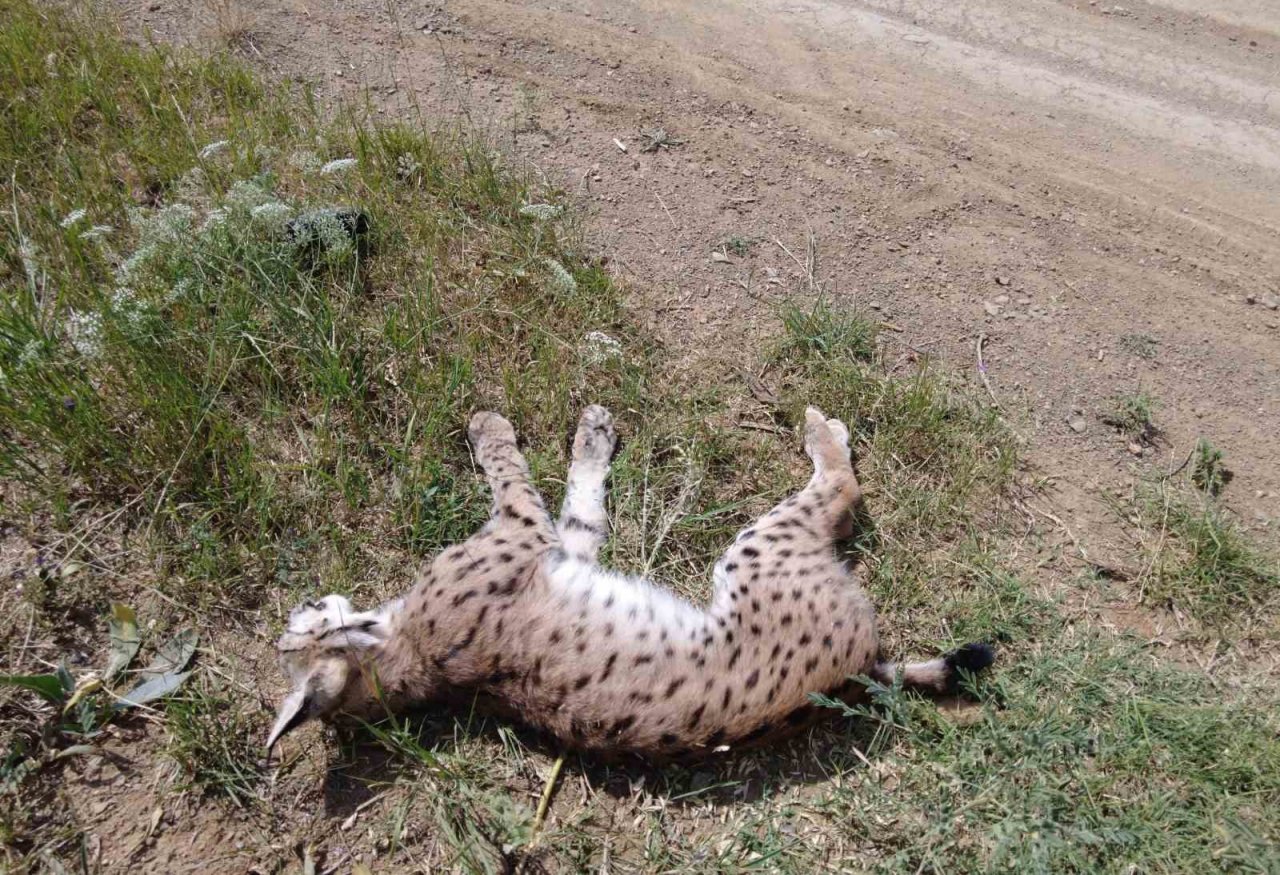 Nesli tükenmekte olan vaşağa araba çarptı