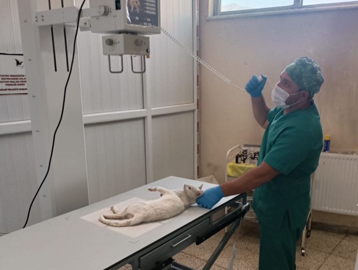 Jandarma ekibi sokak kedisi için harekete geçti