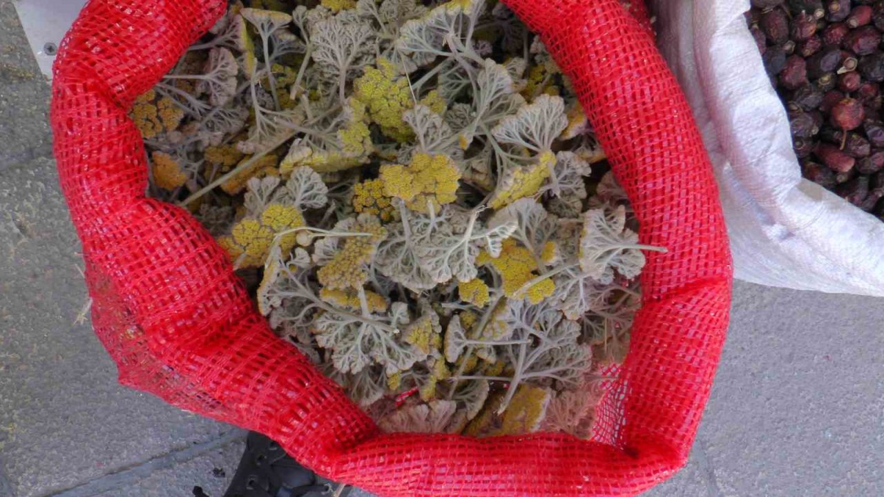 Terlemeye karşı bitkisel çözüm: Şeb taşı