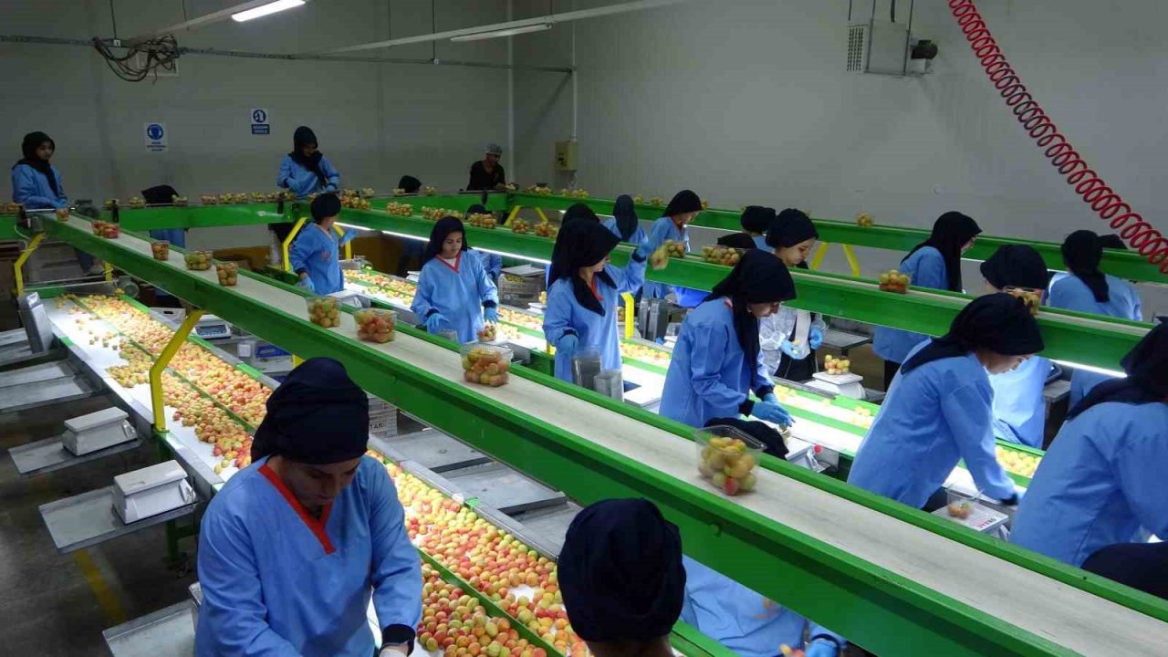 Avrupa’nın yaş kayısısı Malatya’dan